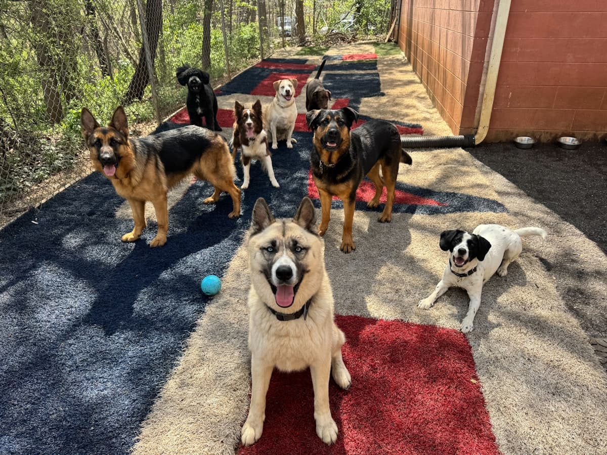 A group of dogs waiting on the coloured turf runs of a daycare yard
