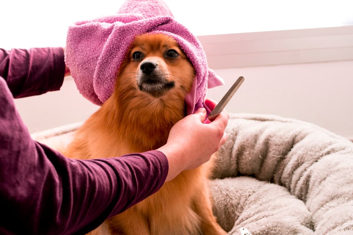 A pomeranian in a pink head towel being brushed after its bath