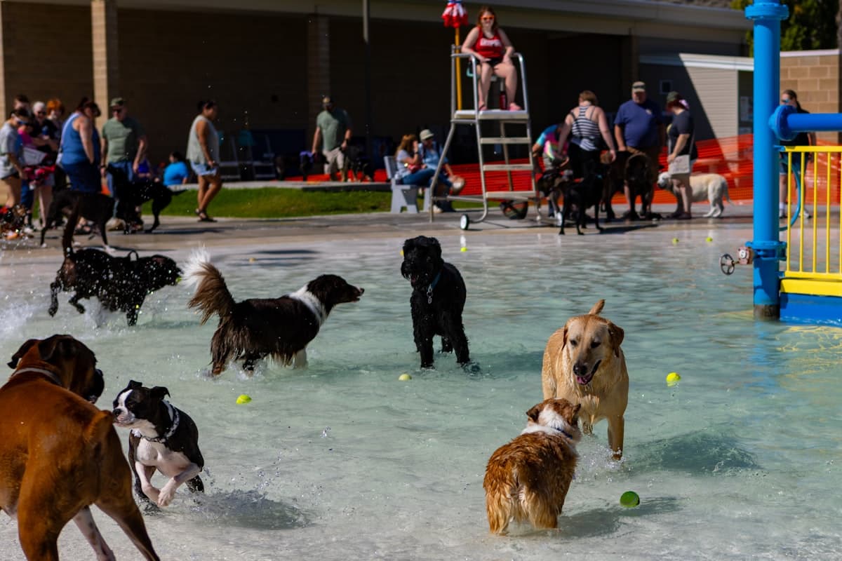 Dogs wading and chasing balls in a shallow outdoor dog pool